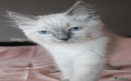 Ragdoll cats for sale: Purebred Ragdoll  - Image 7