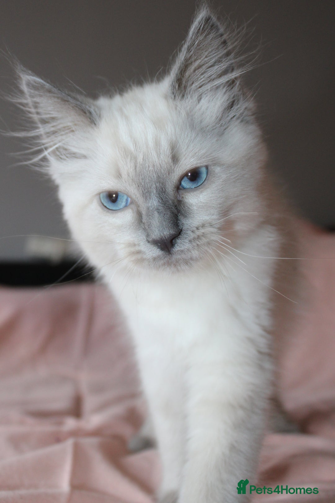 Ragdoll cats for sale: Purebred Ragdoll  - Image 7