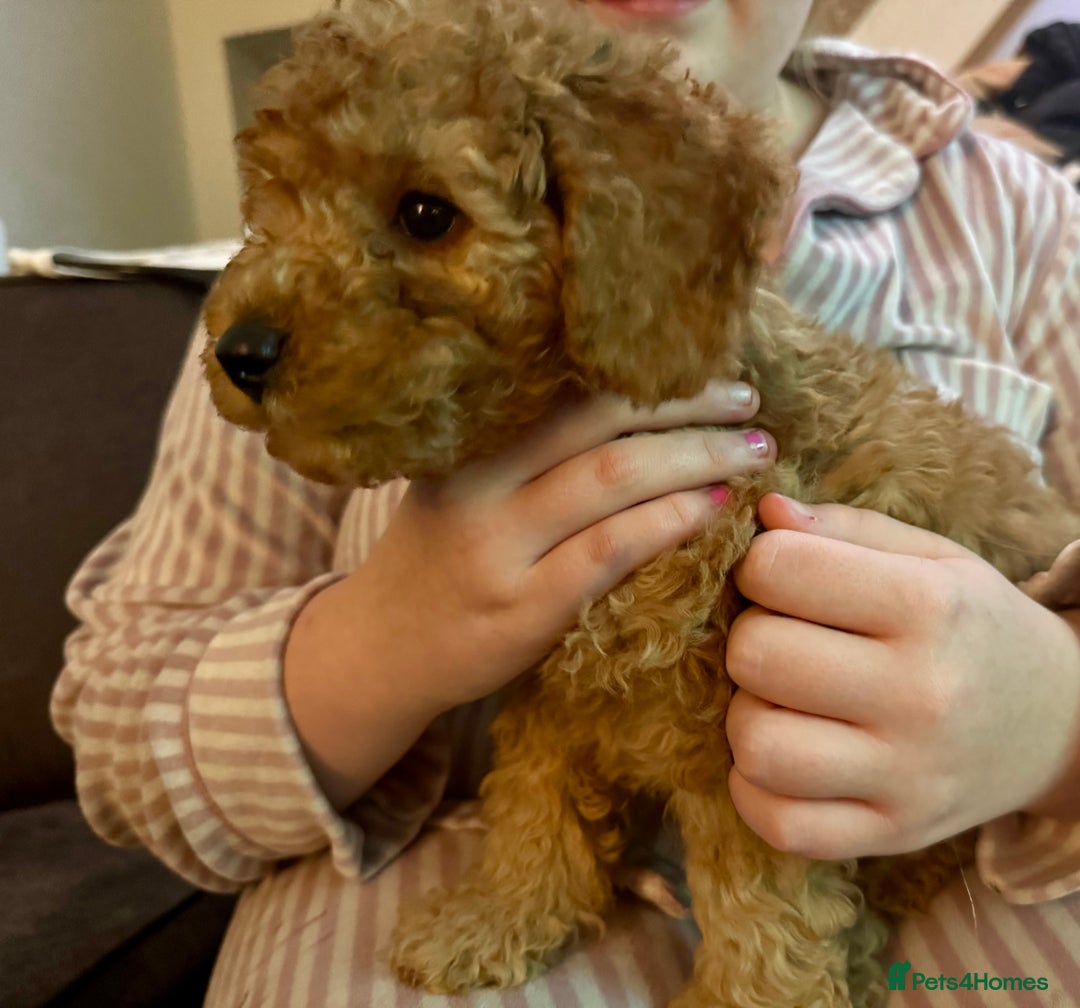 Cockapoo dogs for sale: Beautiful cockapoos  - Advert 8