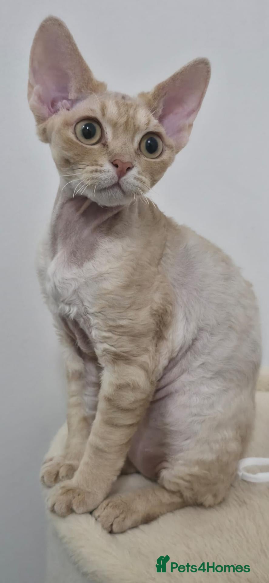 Devon Rex cats Stunning Devon Rex Girl Fully Vaccinated Ready Now - Advert 10
