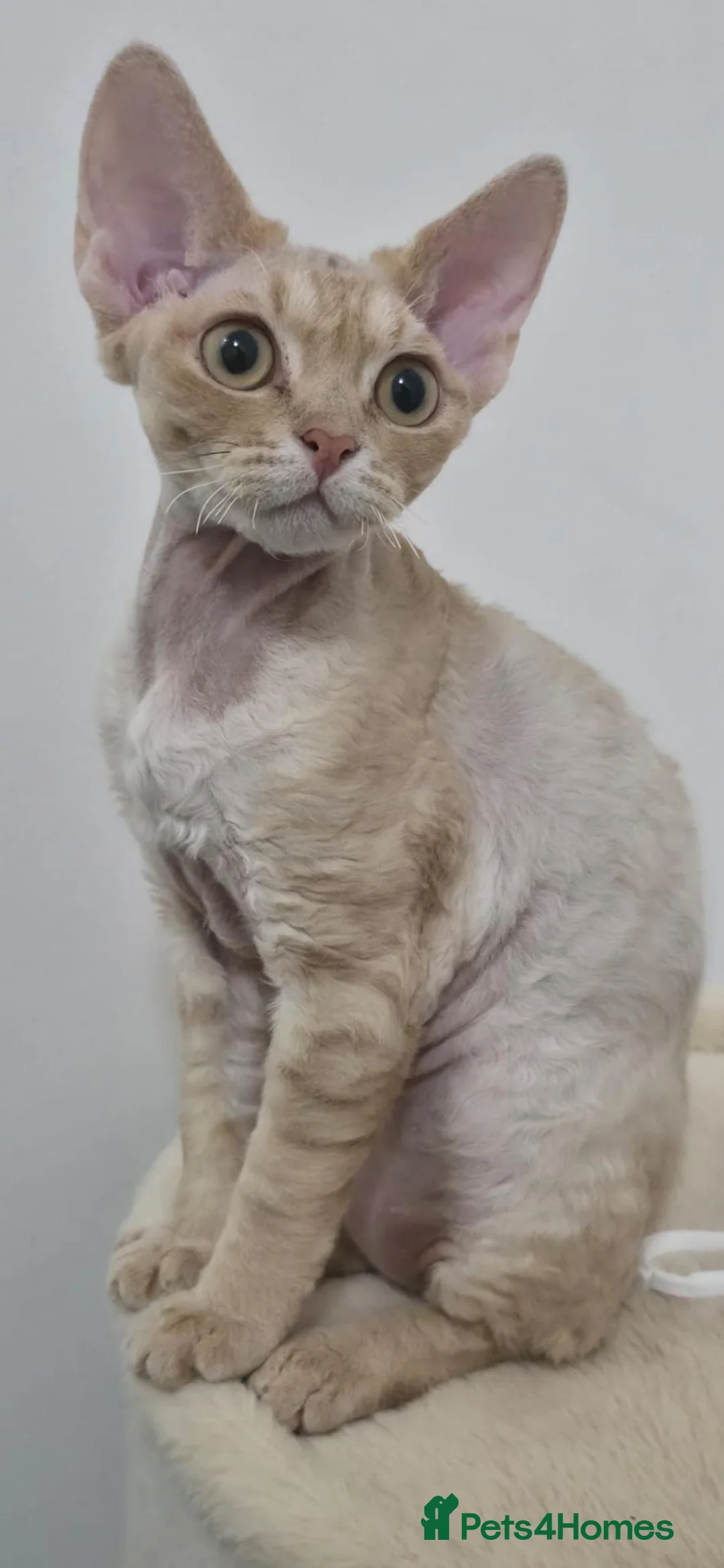 Devon Rex cats for sale: Stunning Devon Rex Girl Fully Vaccinated Ready Now - Advert 1