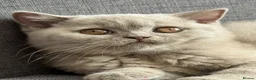 British Shorthair cats for sale: Gccf register British shorthair ready to go! - Advert 11