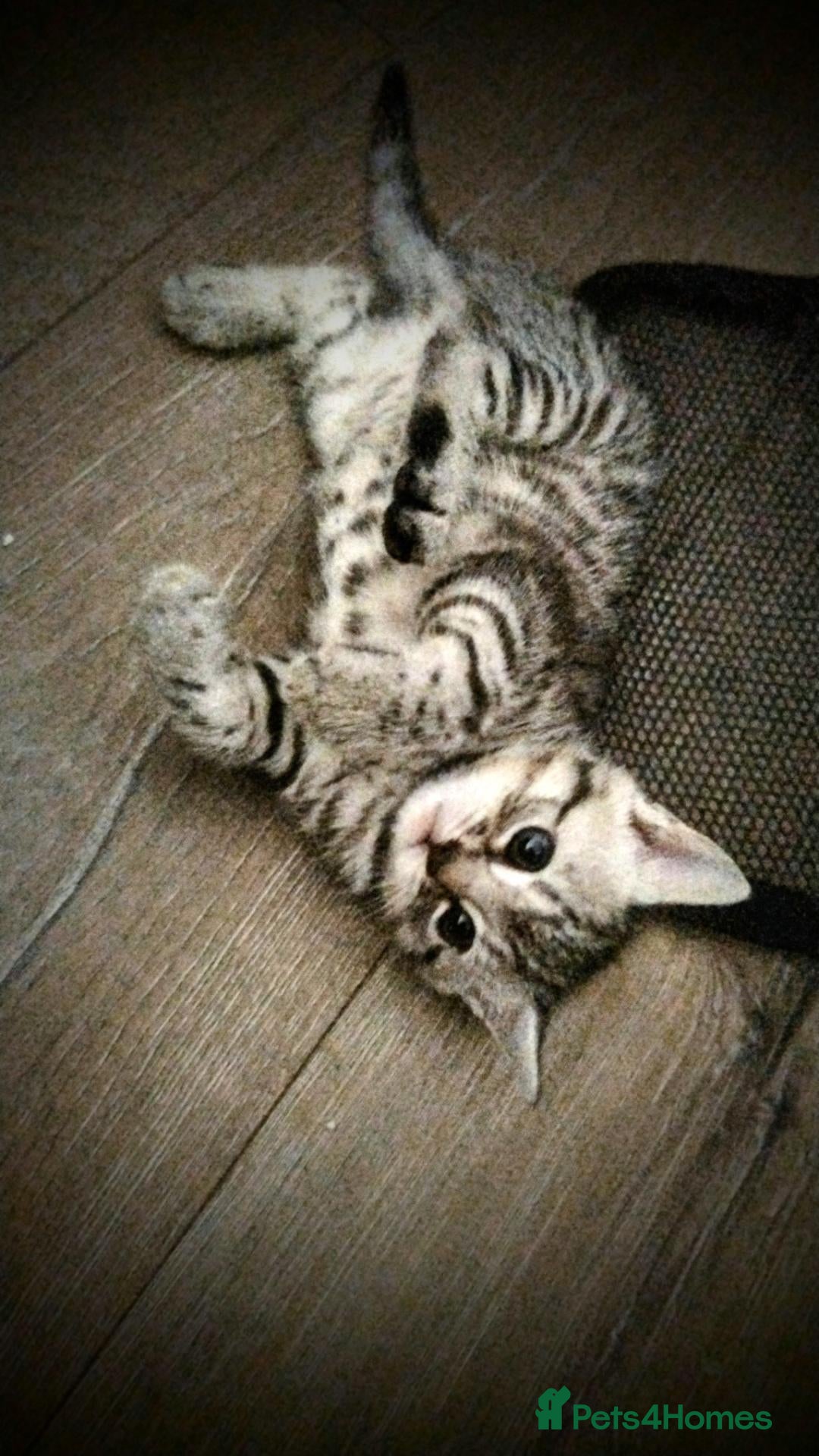Mixed Breed cats 1 beautiful female grey spotted striped kitten  - Advert 2