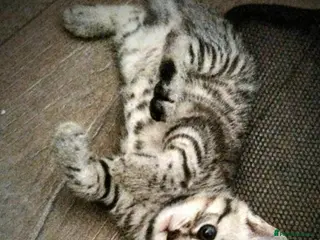 Mixed Breed cats 1 beautiful female grey spotted striped kitten - Advert 2