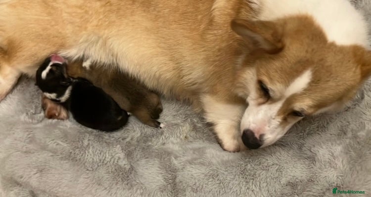 Welsh Corgi Pembroke dogs KC registered boys - Advert 1