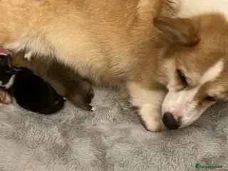 Welsh Corgi Pembroke dogs KC registered boys - Advert 1