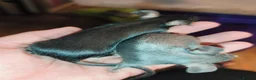 Mouse rodents for sale: Beautiful female mice - Advert 3