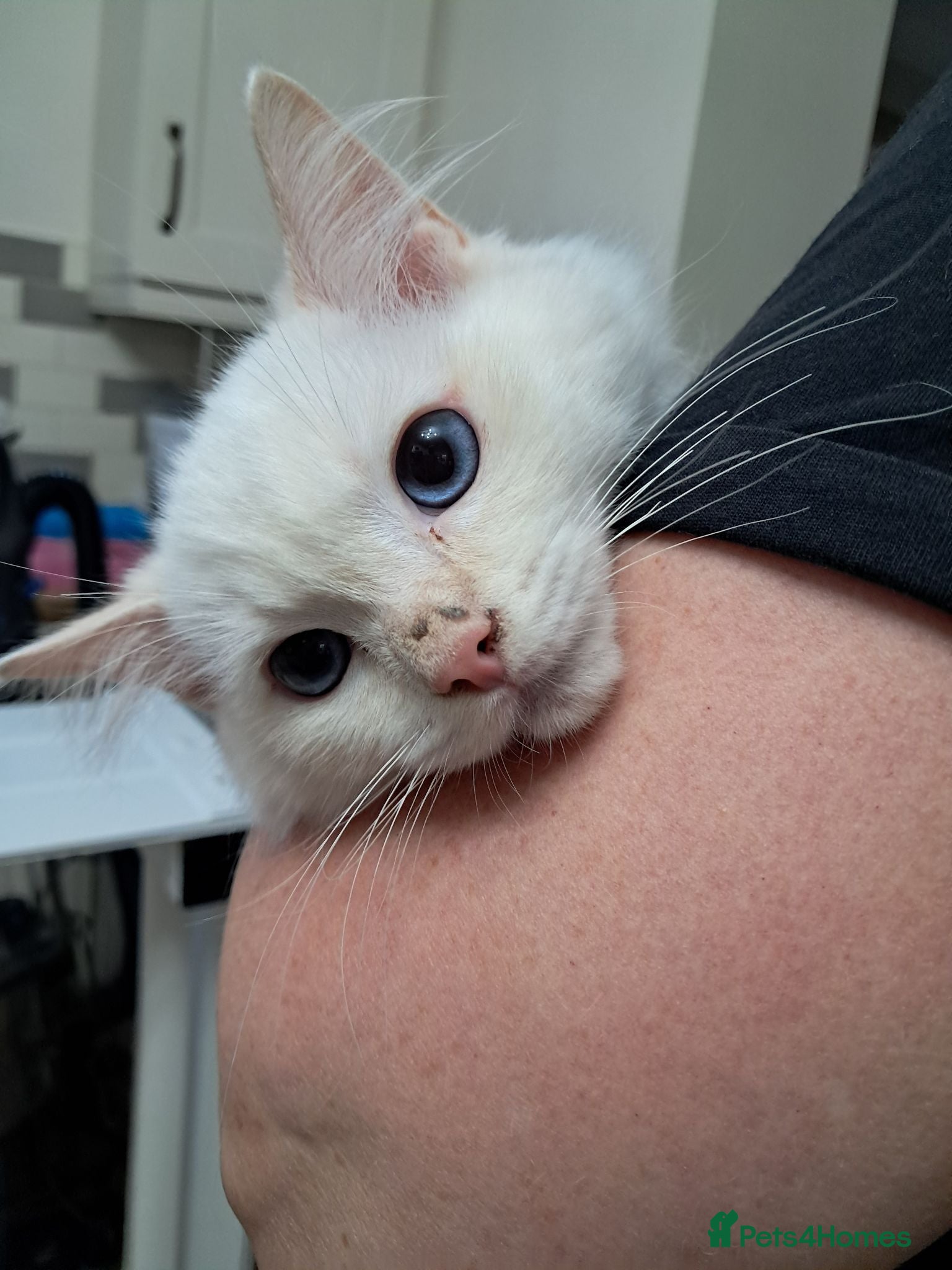 Ragdoll cats REDUCED just 1 amazing little boy GCCF Ragdolls - Advert 1