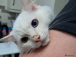 Ragdoll cats REDUCED just 1 amazing little boy GCCF Ragdolls - Advert 1