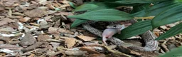 Corn Snake reptiles for sale: corn snake named mango  in Gosport - Advert 3