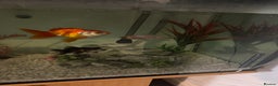 Fancy Goldfish fish for sale: Fancy gold fish x4  - Advert 5