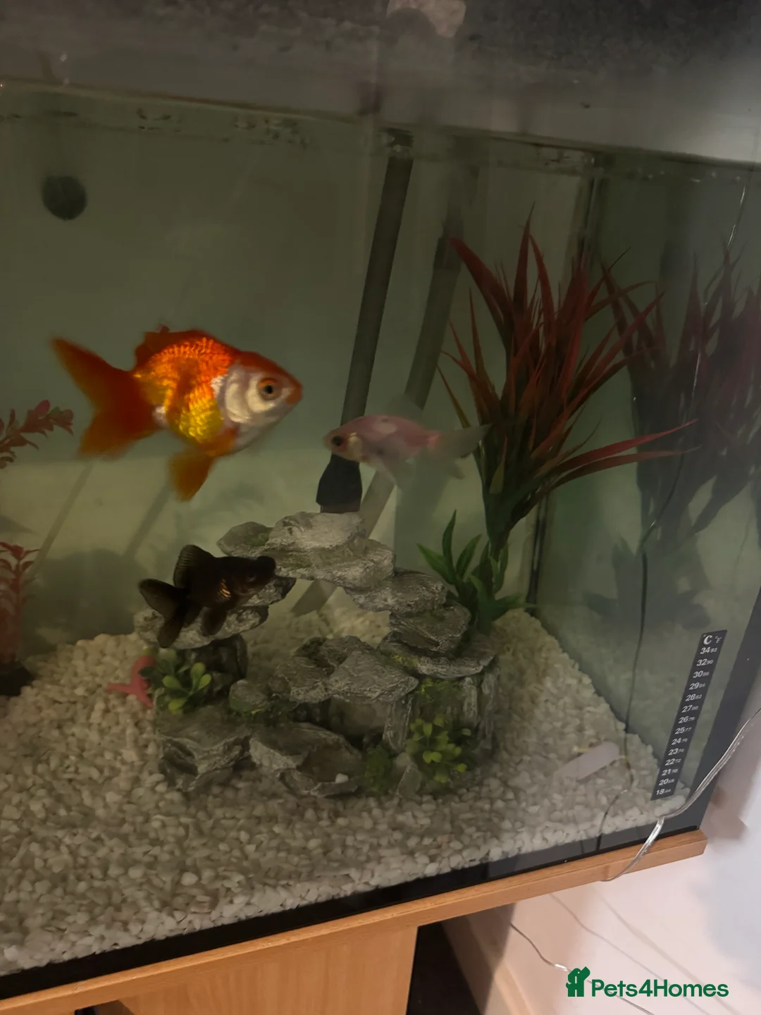 Fancy Goldfish fish for sale: Fancy gold fish x4  - Advert 5