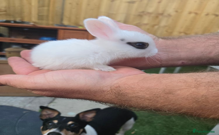 English rabbits - Advert 7
