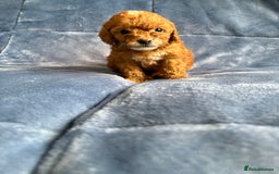 Cavapoo dogs for sale: Gorgeous cavapoo puppys - Image 10