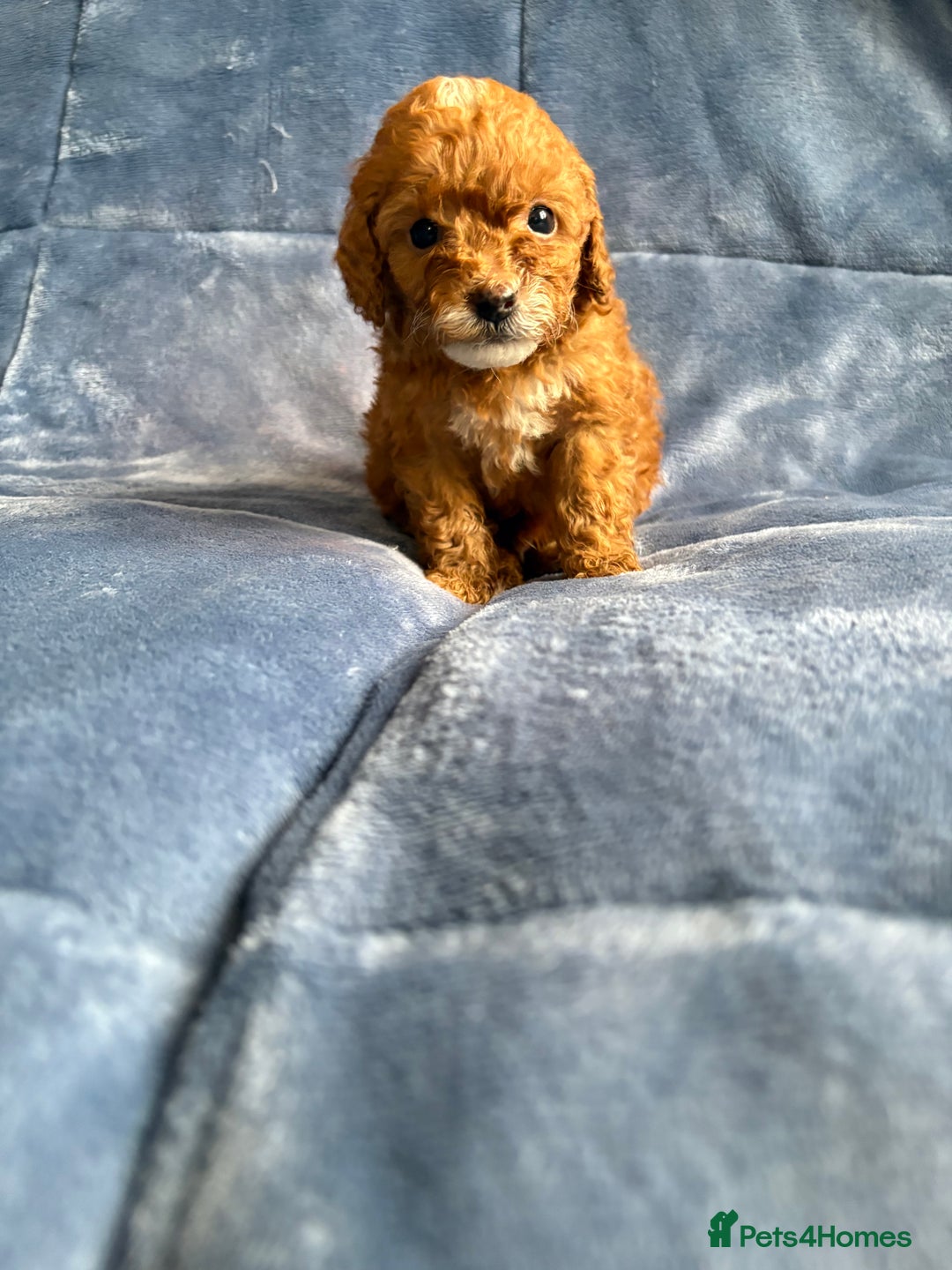 Cavapoo dogs for sale: Gorgeous cavapoo puppys - Image 10