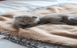 British Shorthair cats for sale: 🩶🐈🐾 Stunning BSH Kittens 🩶🐈🐾 - Image 24