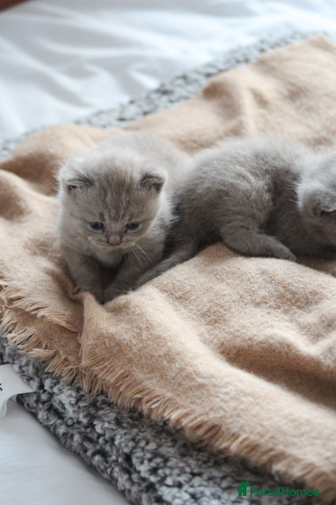 British Shorthair cats for sale: 🩶🐈🐾 Stunning BSH Kittens 🩶🐈🐾 - Image 24
