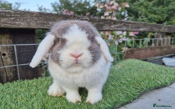 Mini Lop rabbits for sale: Adult mini lops for sale  - Image 5