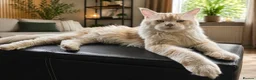 Maine Coon cats for sale: Beautiful maine coons in Walsall - Advert 3