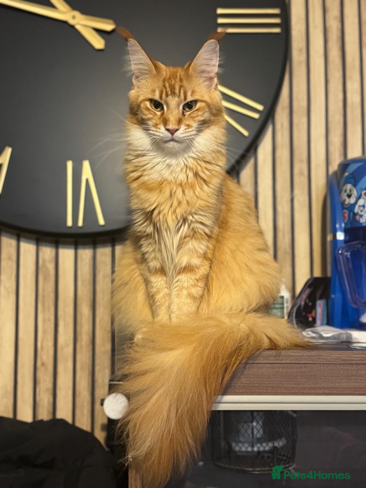 Maine Coon cats Active registered adult Mainecoon female  - Advert 10
