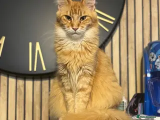 Maine Coon cats Active registered adult Mainecoon female - Advert 18