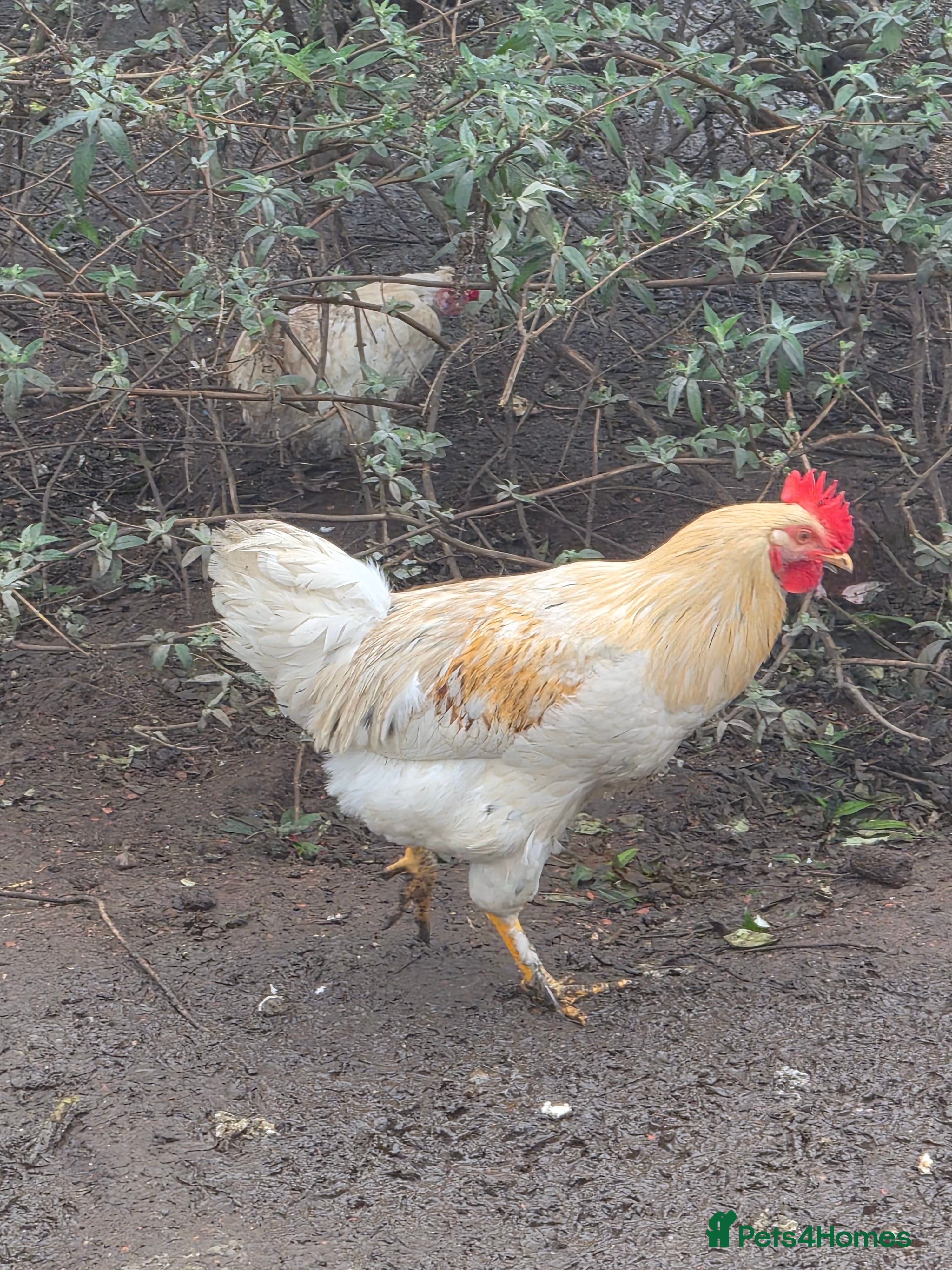 Chickens poultry Beautiful boy for a good home  - Advert 1