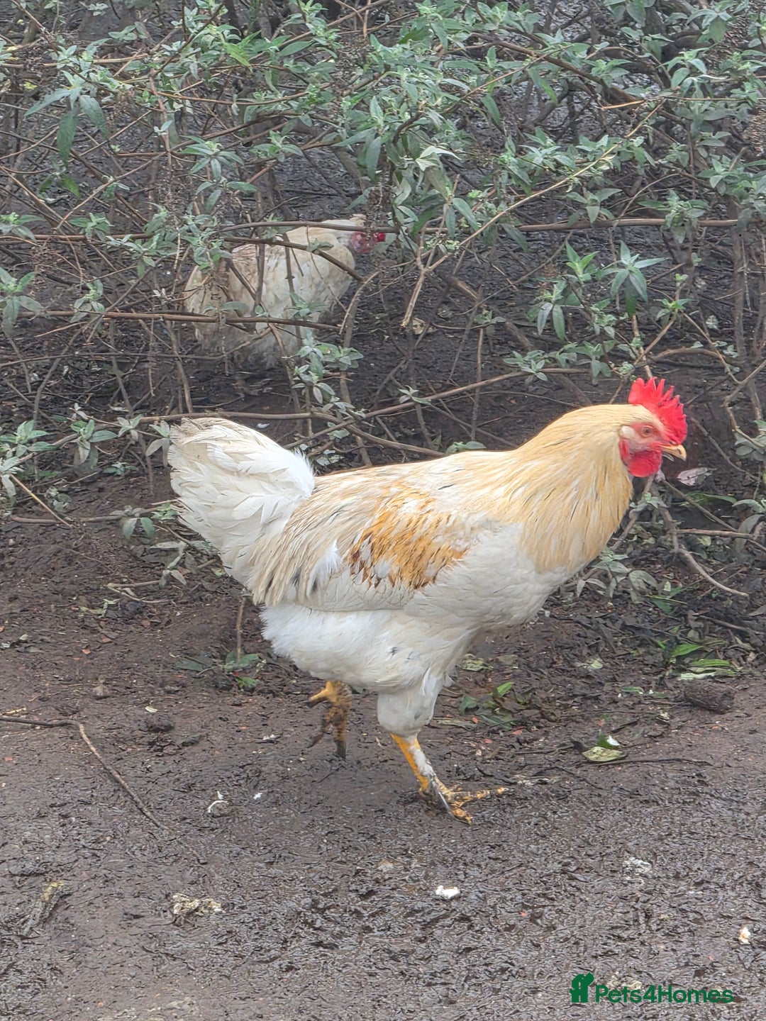 Chickens poultry for sale: Beautiful boy for a good home  - Advert 1