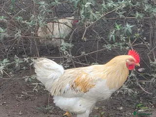 Chickens poultry Beautiful boy for a good home - Advert 5