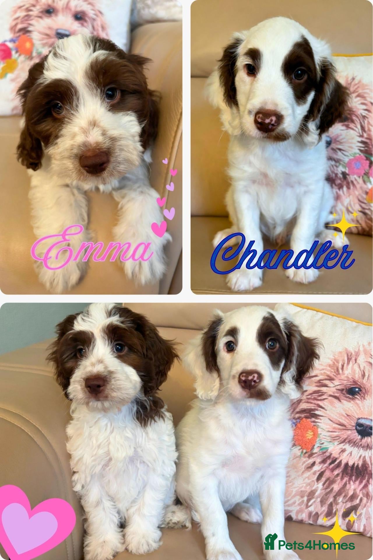 Sproodle dogs ✨ GORGEOUS F1 SPROODLES READY FOR FOREVER HOMES ✨ - Advert 4