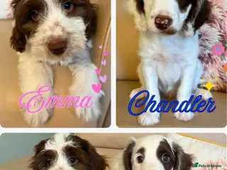 Sproodle dogs ✨ GORGEOUS F1 SPROODLES READY FOR FOREVER HOMES ✨ - Advert 4