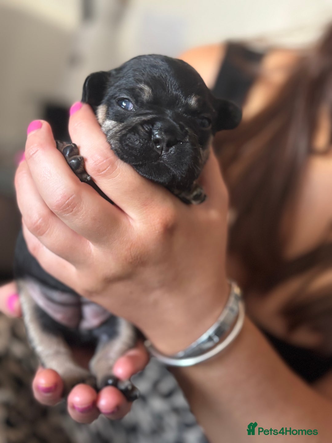 French Bulldog dogs for sale: Beautiful French bulldog puppies - Image 6