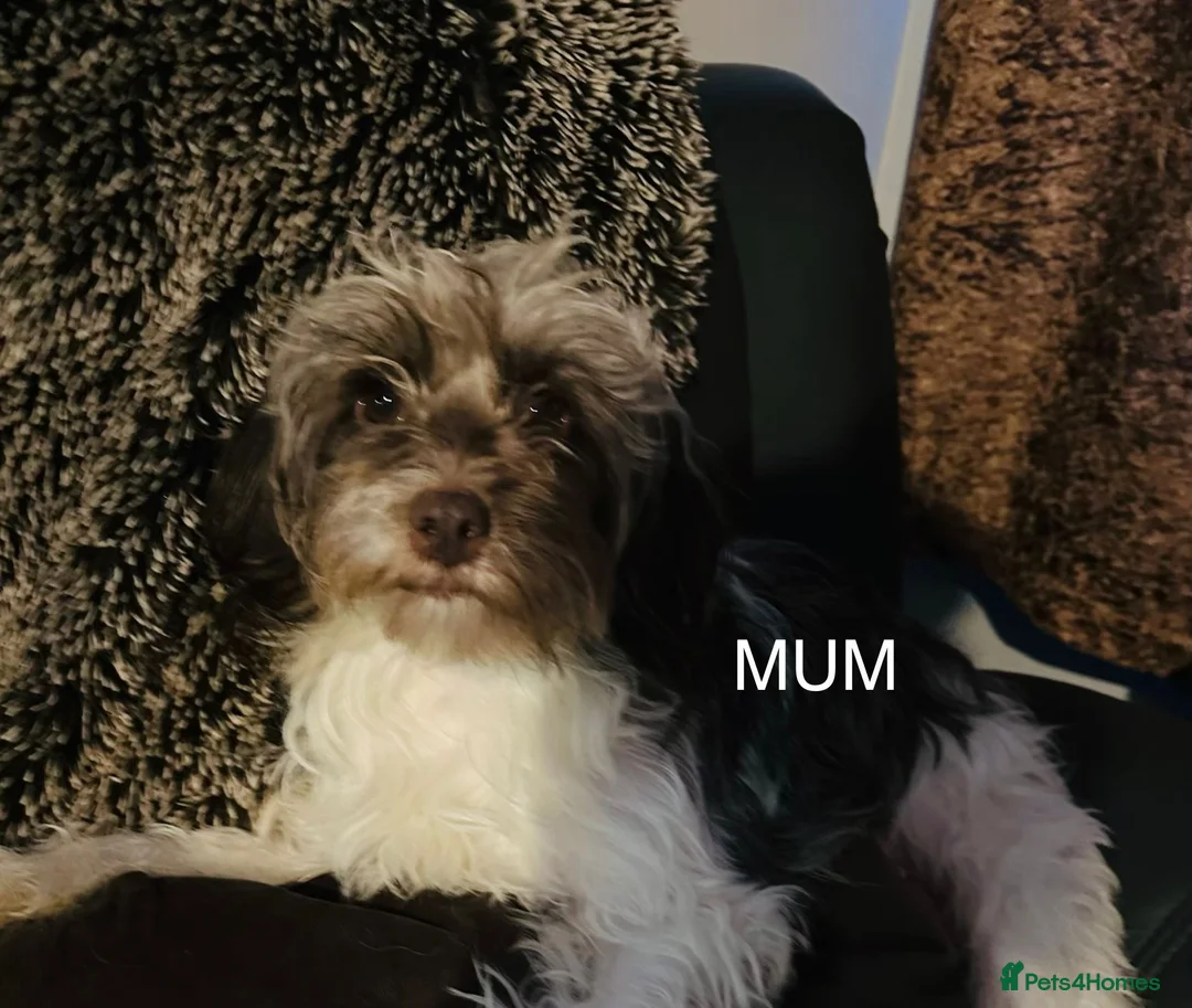 Chinese Crested dogs for sale: Chinese crested powder puff - Advert 4