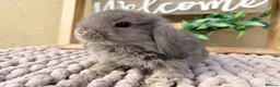 Mini Lop rabbits for sale: Mini lop babies and adults  - Advert 1