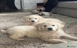 Golden Retriever dogs for sale: Chunky Golden Retriever puppies - Advert 1