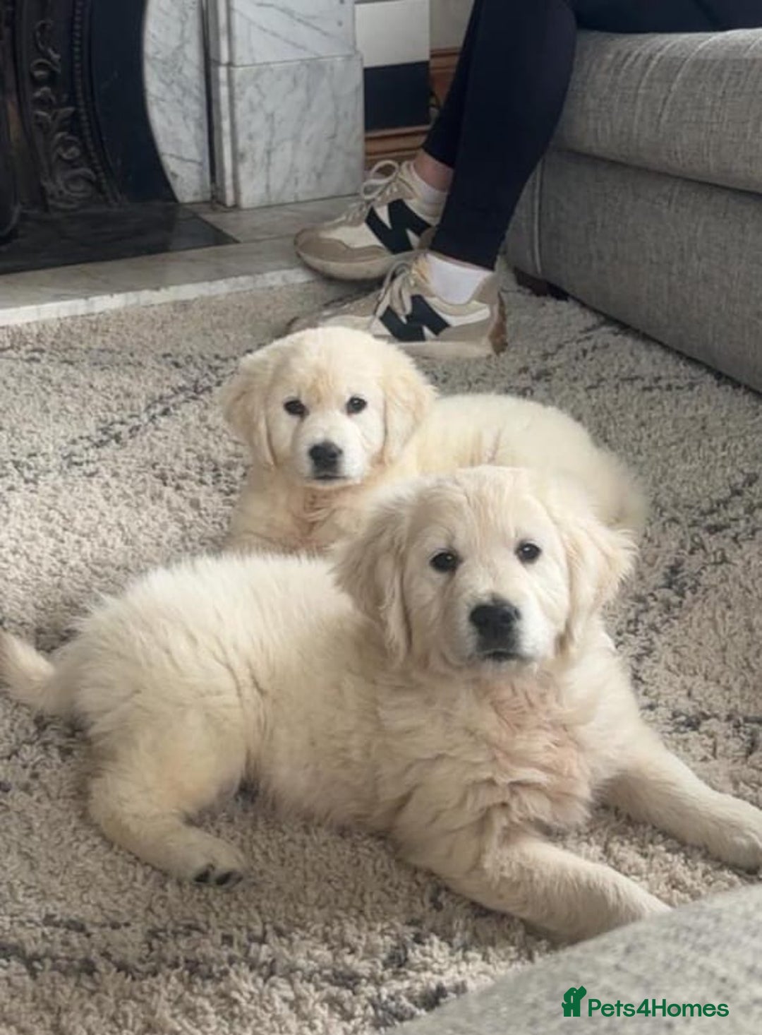 Golden Retriever dogs for sale: Chunky Golden Retriever puppies - Advert 1