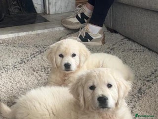 Golden Retriever dogs Chunky Golden Retriever puppies - Advert 4