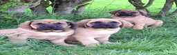 Mastiff dogs for sale: LAST BOY !! Mastiff puppies  - Advert 16