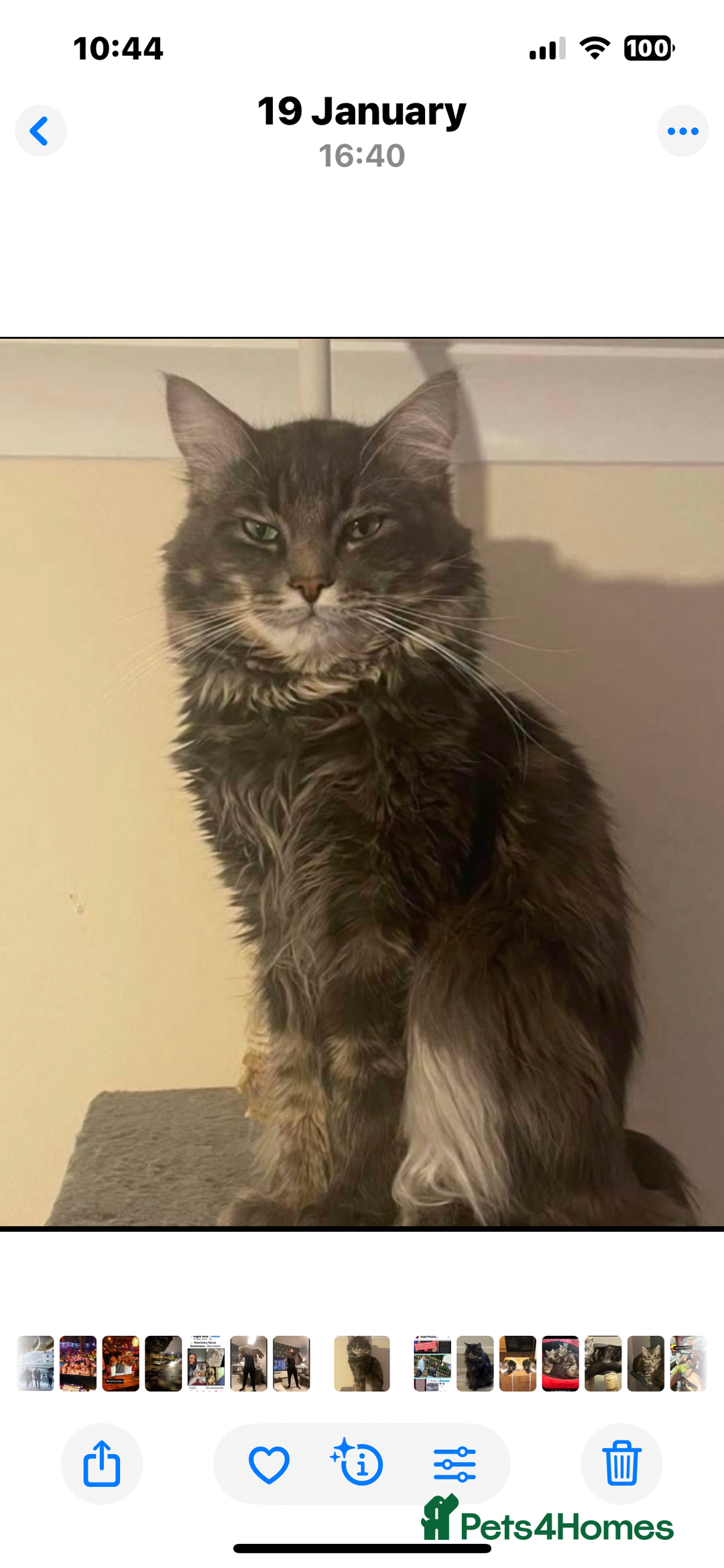 Maine Coon cats for sale: Maine Coon kittens  - Advert 8