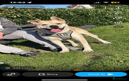 Mixed Breed dogs for sale: rex cane corso - Image 1