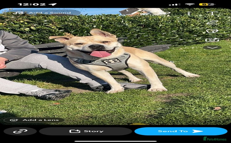 Mixed Breed dogs - Advert 2