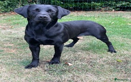 Labrador Retriever dogs for sale: 3 black dogs available  - Image 8