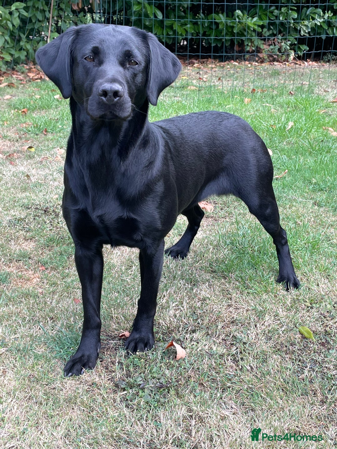 Labrador Retriever dogs for sale: 3 black dogs available  - Image 8