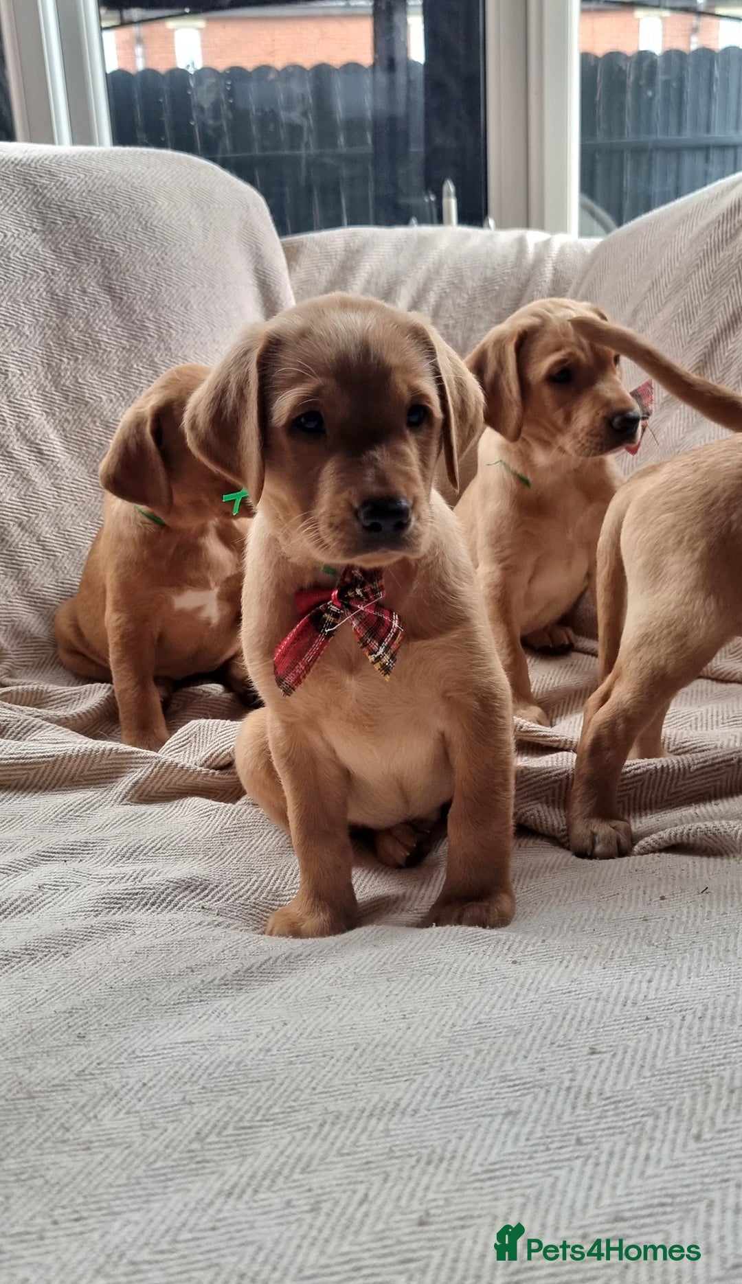 Labrador Retriever dogs for sale: Beautiful Yellow & Fox Red Labrador puppies. - Advert 14