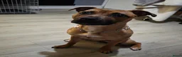 Staffordshire Bull Terrier dogs for sale: 1 year old Staffy girl - Advert 7
