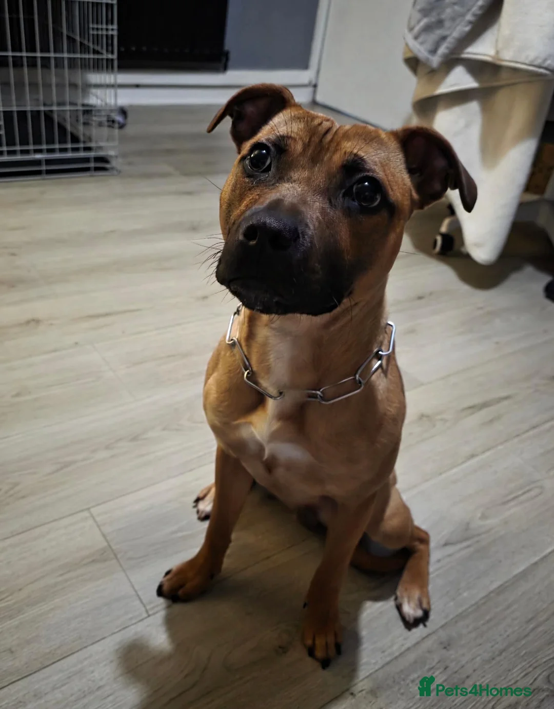 Staffordshire Bull Terrier dogs for sale: 1 year old Staffy girl - Advert 7