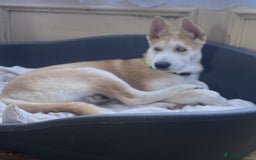 Huskita dogs for sale: Playful Huskita Puppies – Vaccinated & Ready Today - Image 5