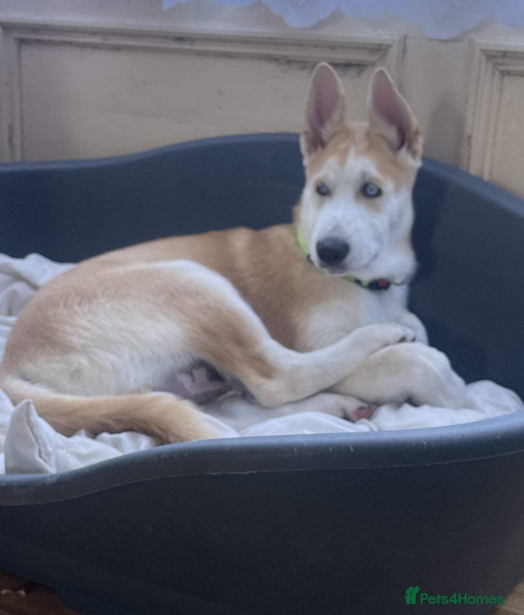 Huskita dogs for sale: Playful Huskita Puppies – Vaccinated & Ready Today - Image 5