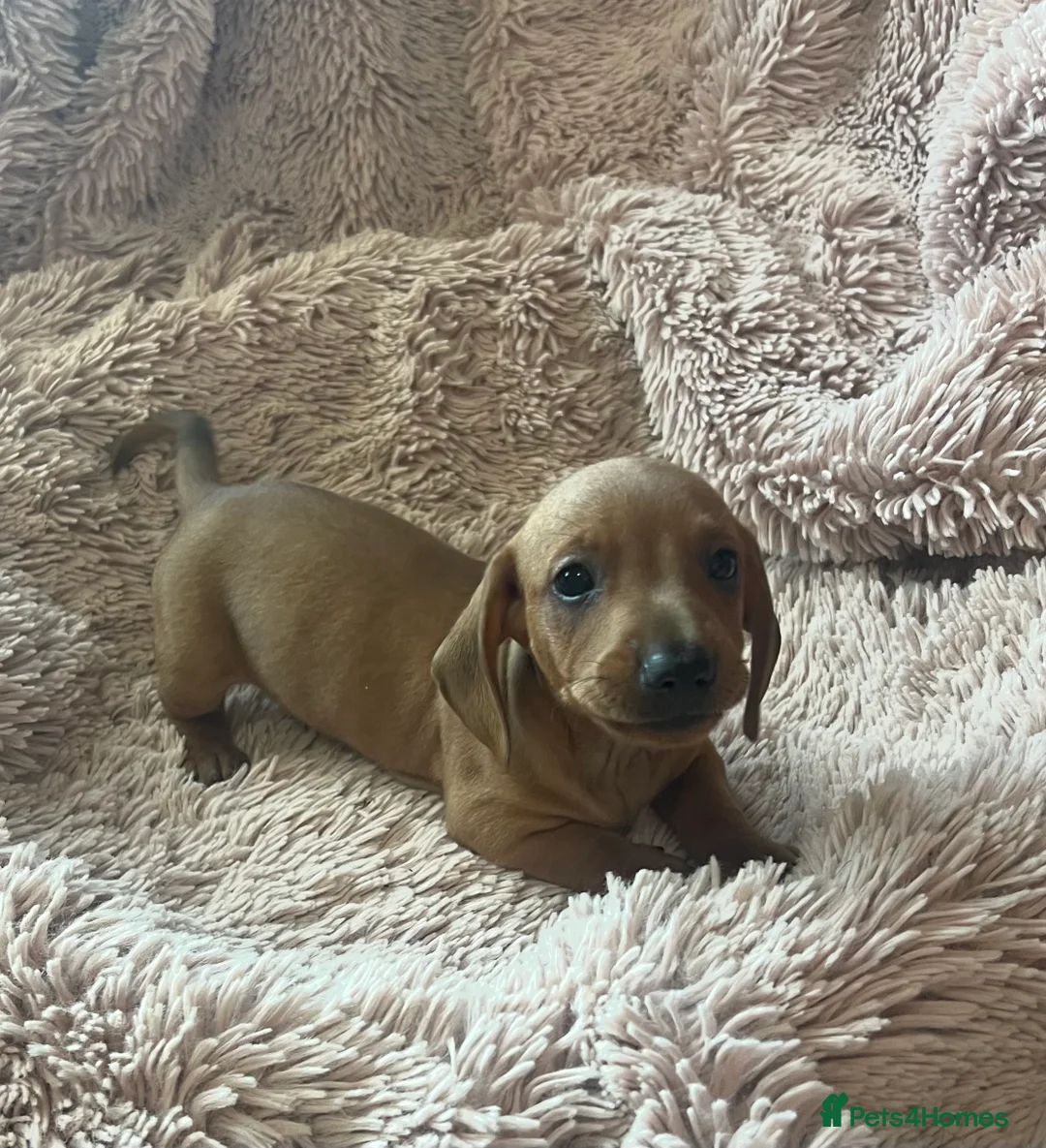 Dachshund dogs for sale: Miniature dachshund  - Advert 15
