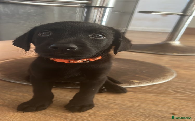 Labrador Retriever dogs - Advert 1