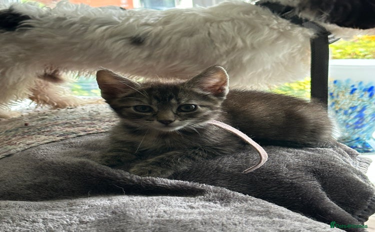 Maine Coon cats - Advert 5
